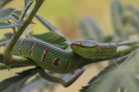 Wagler's Pit Viper Snake - Tropidolaemus wagleri