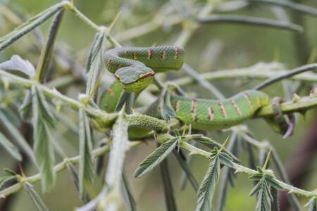 Wagler's Pit Viper Snake - Tropidolaemus wagleri