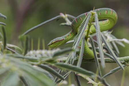 Wagler's Pit Viper Snake - Tropidolaemus wagleri