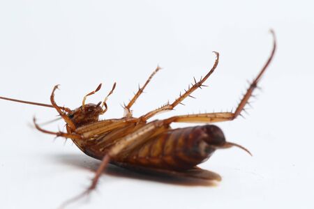 The cockroach isolated on the white background.