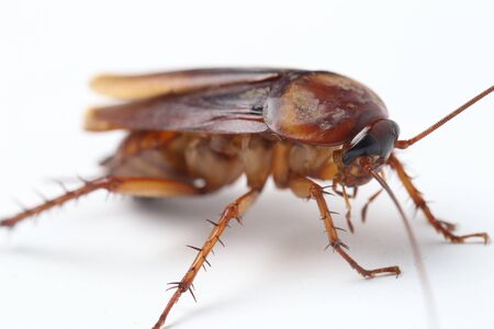 The cockroach isolated on the white background.
