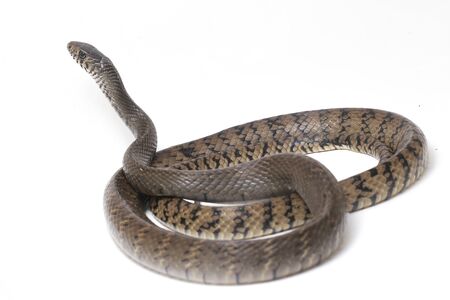 Ptyas mucosa, commonly known as the oriental ratsnake, Indian rat snake, a common species of...