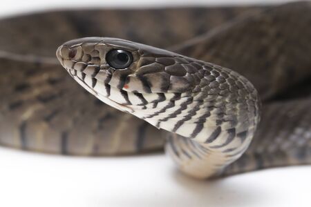 Ptyas mucosa, commonly known as the oriental ratsnake, Indian rat snake, a common species of...