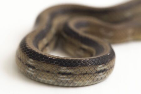 The radiated ratsnake, copperhead rat snake or copper-headed trinket snake (Coelognathus radiatus) is a nonvenomous species of colubrid snake isolated on white backgroundの写真素材