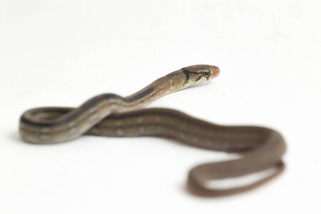 The radiated ratsnake, copperhead rat snake or copper-headed trinket snake (Coelognathus radiatus) is a nonvenomous species of colubrid snake isolated on white backgroundの写真素材