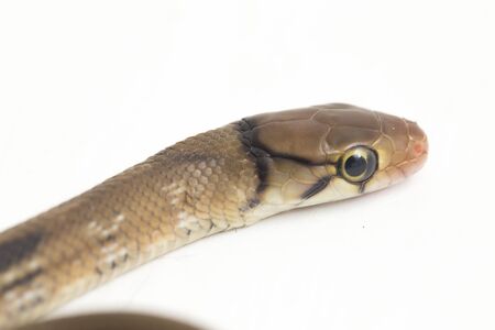 The radiated ratsnake, copperhead rat snake or copper-headed trinket snake (Coelognathus radiatus)...