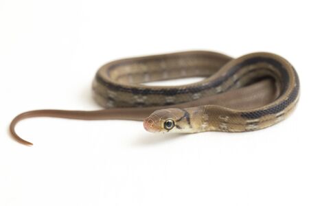 The radiated ratsnake, copperhead rat snake or copper-headed trinket snake (Coelognathus radiatus)...