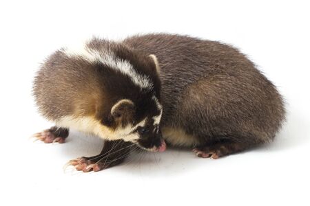 The Javan ferret-badger (Melogale orientalis) is a mustelid endemic to Java and Bali, Indonesia. isolated on white backgroundの写真素材