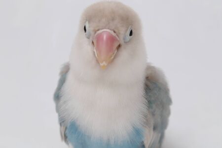 Agapornis fischeri lovebird isolated on the white backgroundの写真素材