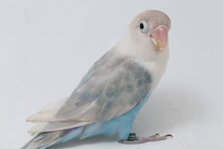 Agapornis fischeri lovebird isolated on the white backgroundの写真素材