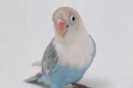 Agapornis fischeri lovebird isolated on the white backgroundの写真素材