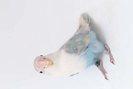 Agapornis fischeri lovebird isolated on the white backgroundの写真素材