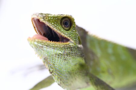 Bronchocela jubata, commonly known as the maned forest lizard, is a species of agamid lizard found...
