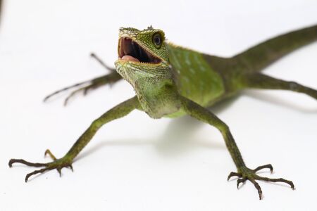 Bronchocela jubata, commonly known as the maned forest lizard, is a species of agamid lizard found mainly in Indonesia isolated on white backgroundの写真素材