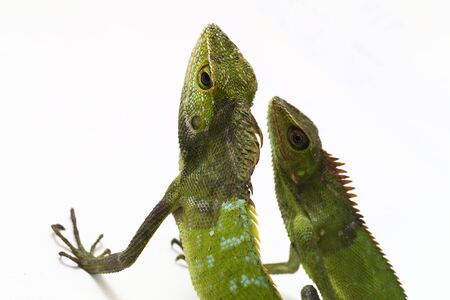 Bronchocela jubata, commonly known as the maned forest lizard, is a species of agamid lizard found mainly in Indonesia isolated on white backgroundの写真素材