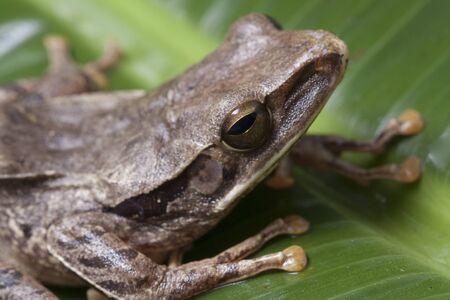 Common Southeast Asian Tree Frog - Polypedates leucomystax, indonesiaの写真素材