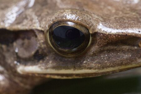 Common Southeast Asian Tree Frog - Polypedates leucomystax, indonesia
