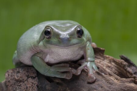 Close up dumpy tree frog / White's tree frogの写真素材