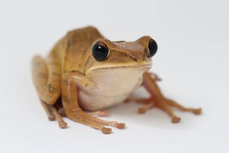 Common Southeast Asian Tree Frog - Polypedates leucomystax isolated on whiteの写真素材