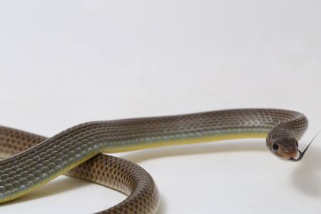 Ptyas korros, commonly known as the Chinese ratsnake or Indo-Chinese rat snake, is a species of...