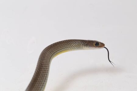 Ptyas korros, commonly known as the Chinese ratsnake or Indo-Chinese rat snake, is a species of colubrid snake endemic to Southeast Asia isolated on white backgroundの写真素材