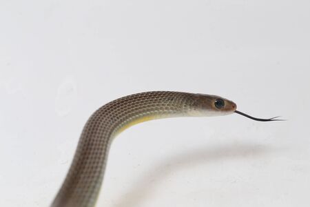 Ptyas korros, commonly known as the Chinese ratsnake or Indo-Chinese rat snake, is a species of...