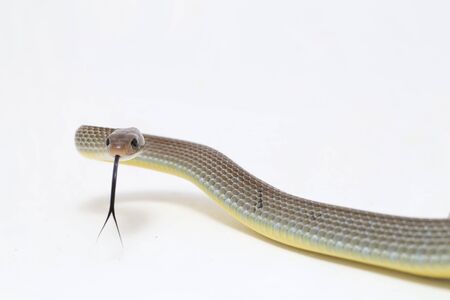 Ptyas korros, commonly known as the Chinese ratsnake or Indo-Chinese rat snake, is a species of colubrid snake endemic to Southeast Asia isolated on white backgroundの写真素材