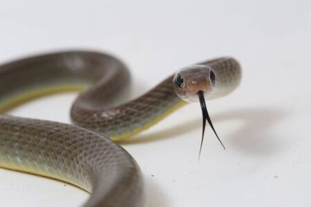 Ptyas korros, commonly known as the Chinese ratsnake or Indo-Chinese rat snake, is a species of colubrid snake endemic to Southeast Asia isolated on white backgroundの写真素材