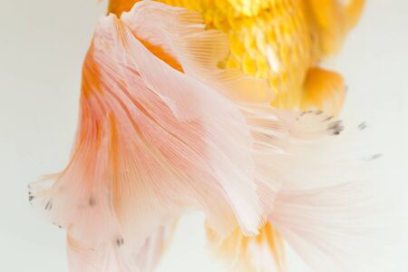 Beautiful Orange Oranda Goldfish (Carassius auratus) diving in fresh water glass tank isolated on white backgroundの写真素材