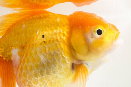 Beautiful Orange Oranda Goldfish (Carassius auratus) diving in fresh water glass tank isolated on white backgroundの写真素材