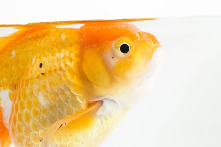 Beautiful Orange Oranda Goldfish (Carassius auratus) diving in fresh water glass tank isolated on white backgroundの素材 [FY310141507196]