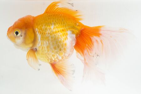 Beautiful Orange Oranda Goldfish (Carassius auratus) diving in fresh water glass tank isolated on white backgroundの写真素材