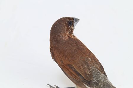 The Javan munia (Lonchura leucogastroides) is a species of estrildid finch found in Southern...