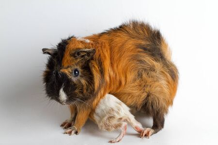 Guinea pig mom with pup isolated on white background