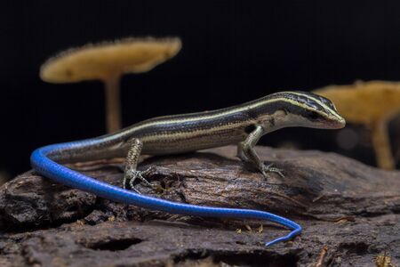 Emoia caeruleocauda, (Blue tailed skink) commonly known as the Pacific bluetail skink, is a species of lizard in the family Scincidae.の写真素材
