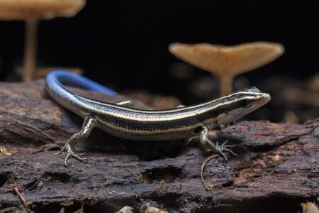 Emoia caeruleocauda, (Blue tailed skink) commonly known as the Pacific bluetail skink, is a species...