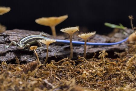 Emoia caeruleocauda, (Blue tailed skink) commonly known as the Pacific bluetail skink, is a species...