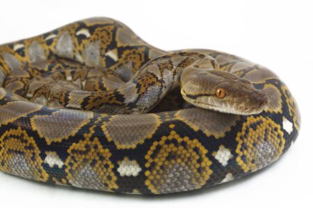 Reticulated Python (Python reticulatus) isolated on white background.の写真素材