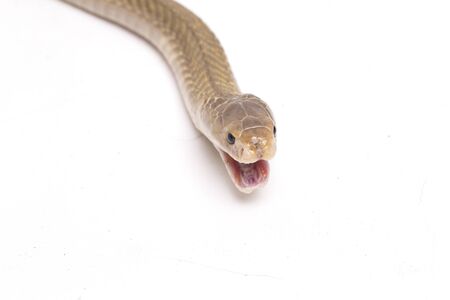 The Javan spitting cobra (Naja sputatrix) also called the southern Indonesian cobra, or Indonesian cobra. isolated on white backgroundの写真素材