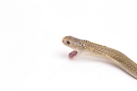 The Javan spitting cobra (Naja sputatrix) also called the southern Indonesian cobra, or Indonesian...