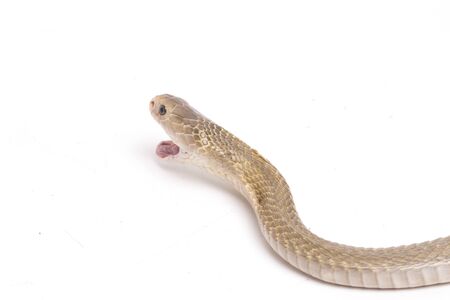The Javan spitting cobra (Naja sputatrix) also called the southern Indonesian cobra, or Indonesian...