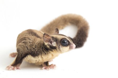 Sugar glider - Petaurus breviceps isolated on white background