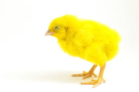 Small yellow chicken isolated on white background.の写真素材