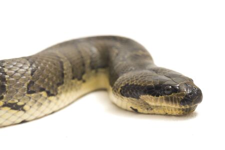 Common puff-faced water snake (Homalopsis buccata), banded water snake, or banded puff-faced water...