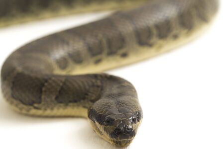 Common puff-faced water snake (Homalopsis buccata), banded water snake, or banded puff-faced water...