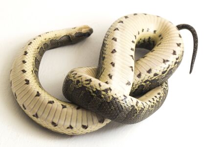 Common puff-faced water snake (Homalopsis buccata), banded water snake, or banded puff-faced water snake isolated on white backgroundの写真素材