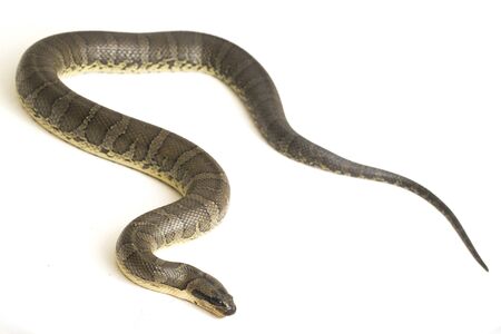 Common puff-faced water snake (Homalopsis buccata), banded water snake, or banded puff-faced water...