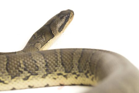 Common puff-faced water snake (Homalopsis buccata)  banded water snake  or banded puff-faced water...