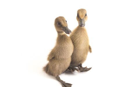 Two ducklings ( indian runner duck) isolated on a white backgroundの写真素材