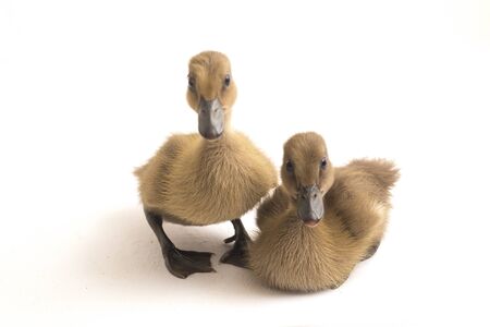 Two ducklings ( indian runner duck) isolated on a white backgroundの写真素材